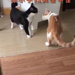 压尾猫在线视频,揭秘猫咪世界中的压尾现象